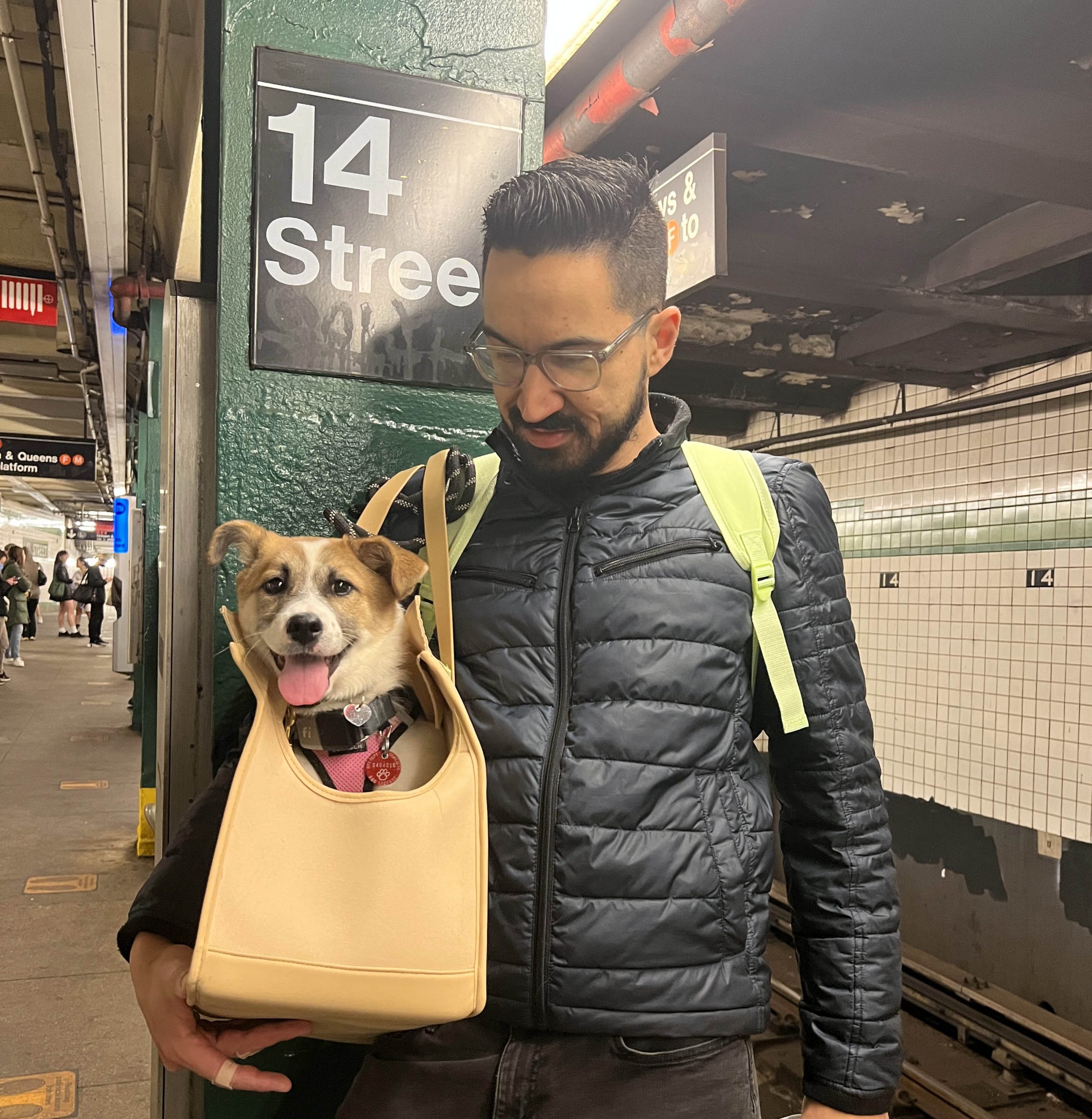 Como adotar um cachorro em Nova York - nossa experiência! – Blog