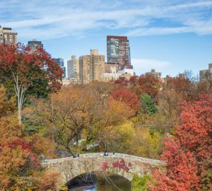 cropped-outono-central-park-scaled-1.jpg